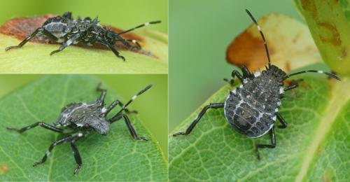 Halyomorpha halys