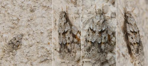 Réf. 143 561 : Symmoca signatella