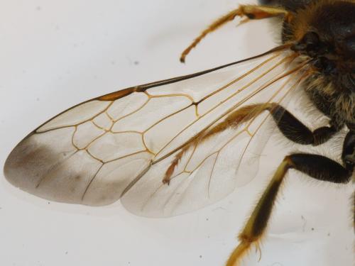 Halictus quadricinctus