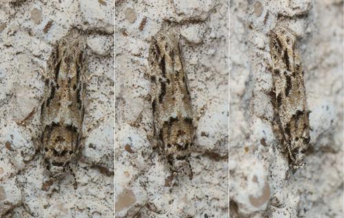 Réf. 143 729 : Recurvaria nanella