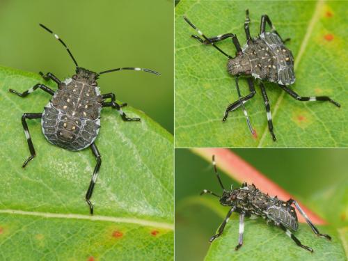 Halyomorpha halys