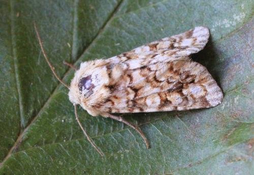 Hadena irregularis