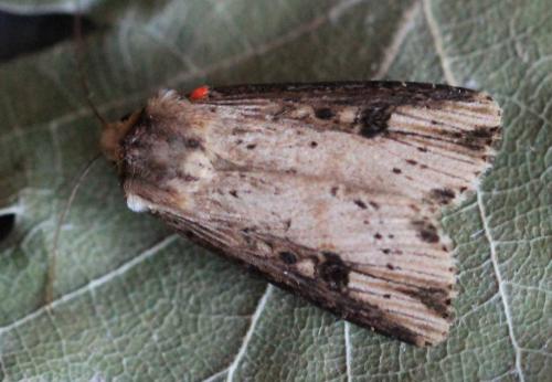 Réf. 143 298 : Axylia putris