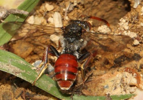 Nomada sp.