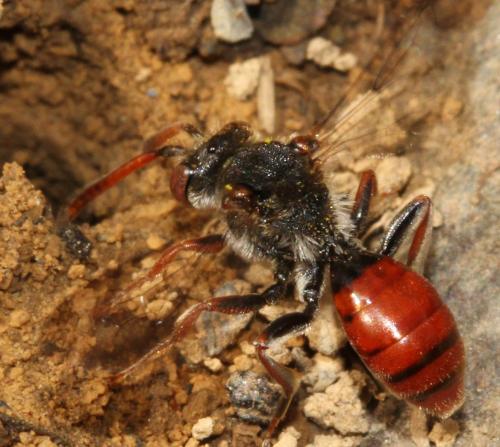 Nomada sp.