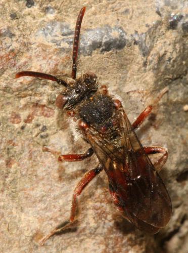 Nomada sp.