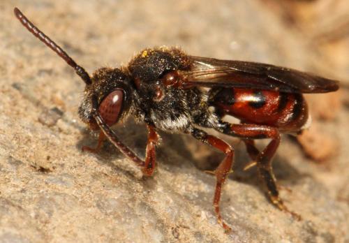 Nomada sp.