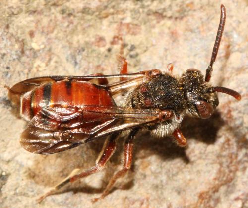 Nomada sp.