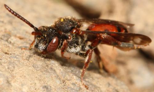 Nomada sp.