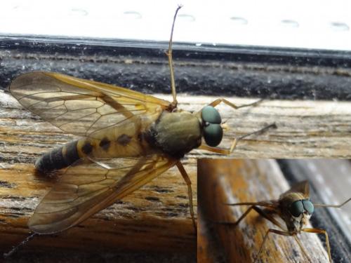 Réf. 143 126 : Rhagio tringarius