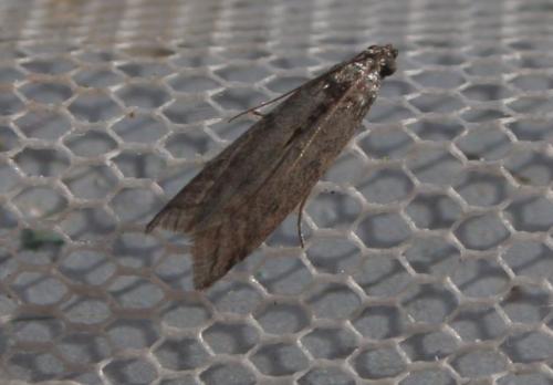 Réf. 143 670 : Phycitinae inconnu