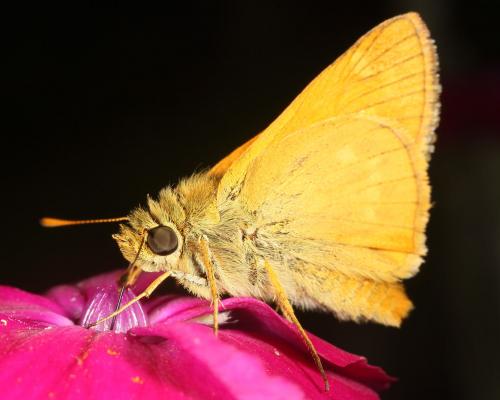 Ochlodes sylvanus
