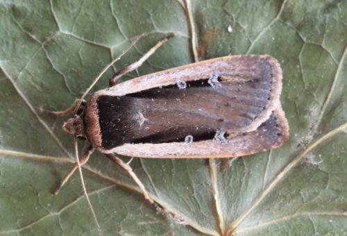 Ochropleura leucogaster