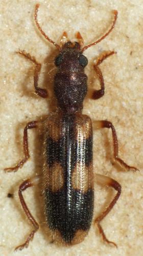 Réf. 143 883 : Opilo domesticus