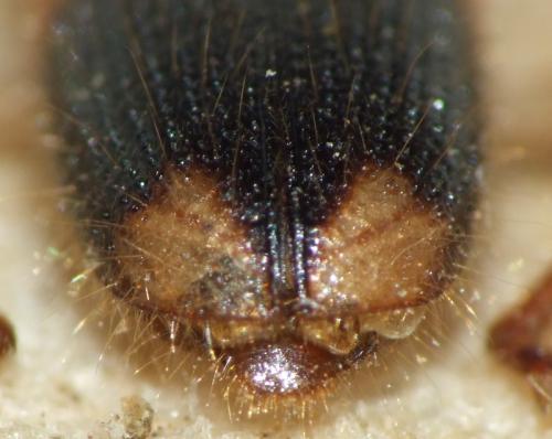 Réf. 143 884 : Opilo domesticus