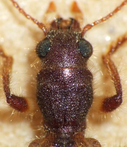 Réf. 143 885 : Opilo domesticus