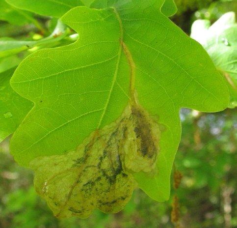 Réf. 143 404 : Orchestes quercus