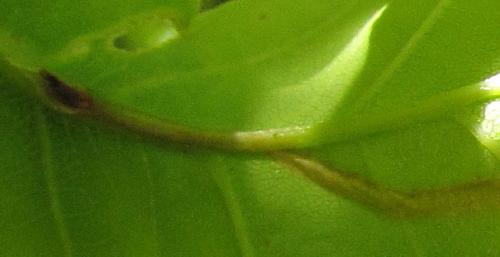 Réf. 143 472 : Orchestes quercus