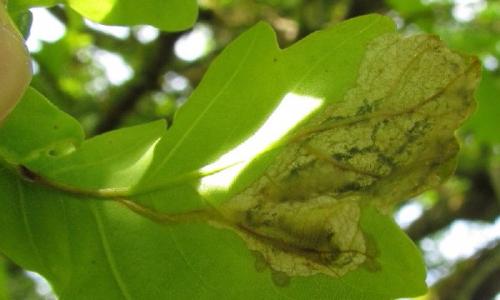 Réf. 143 405 : Orchestes quercus
