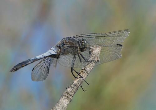 Orthetrum cancellatum