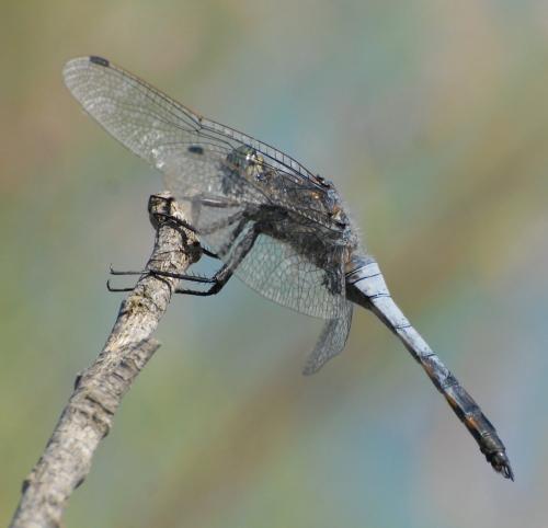 Orthetrum cancellatum