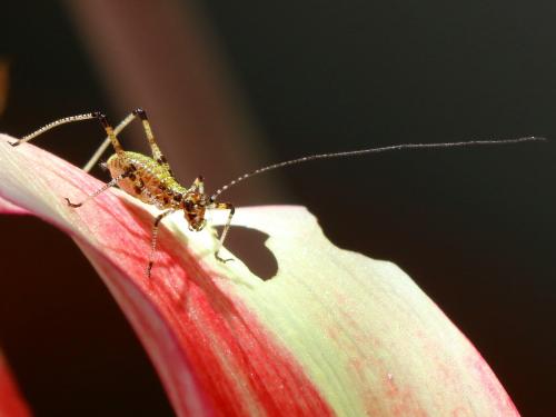 Phaneroptera sp.