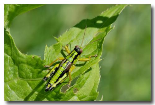Miramella alpina subalpina