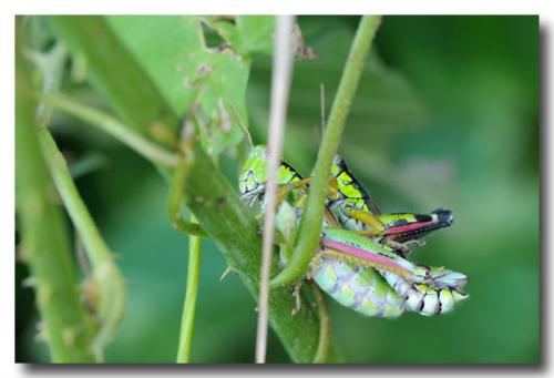 Miramella alpina subalpina