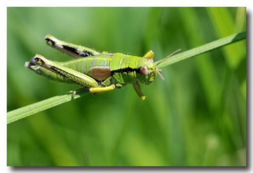 Miramella alpina subalpina