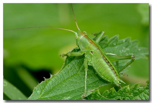 Tettigonia viridissima