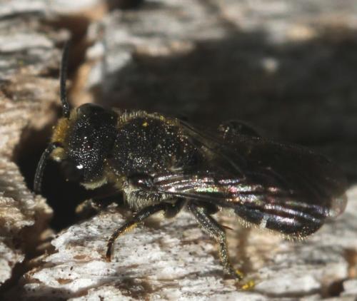 Heriades sp.