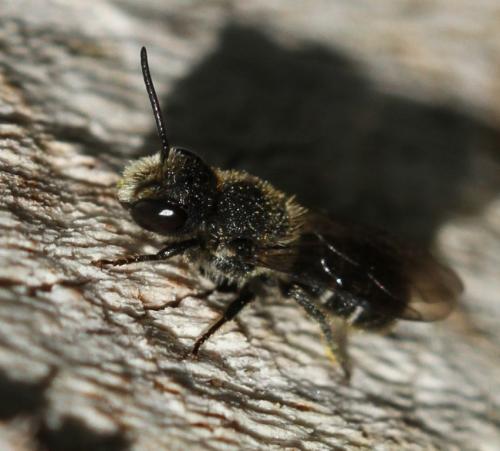 Heriades sp.