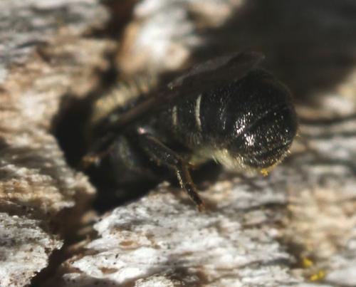 Heriades sp.