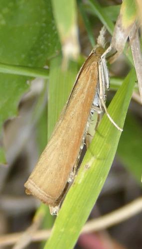 Réf. 143 302 : Pediasia luteella