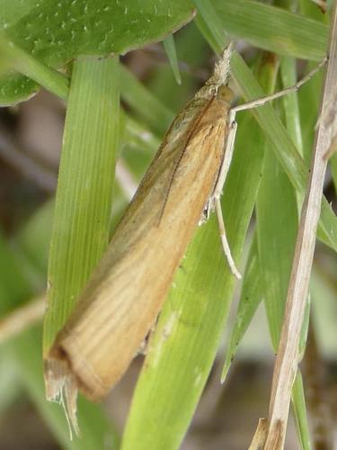 Réf. 143 303 : Pediasia luteella