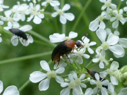 Mordellochroa abdominalis