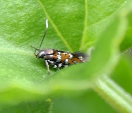 Pancalia leuwenhoekella