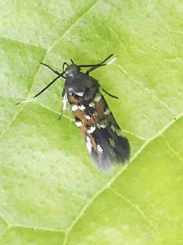 Pancalia leuwenhoekella