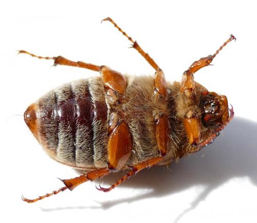 Amphimallon solstitiale