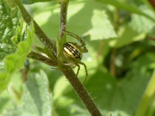 Réf. 143 594 : Mangora acalypha
