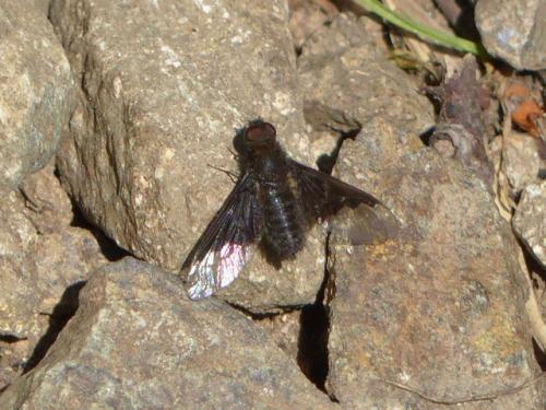 Réf. 143 700 : Hemipenthes morio