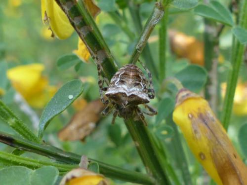 Réf. 143 595 : Gibbaranea bituberculata