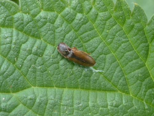 Dalopius marginatus