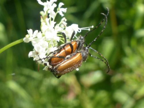 Stictoleptura maculicornis