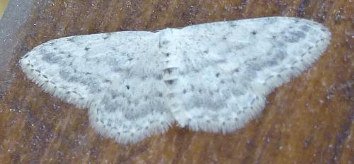 Idaea seriata