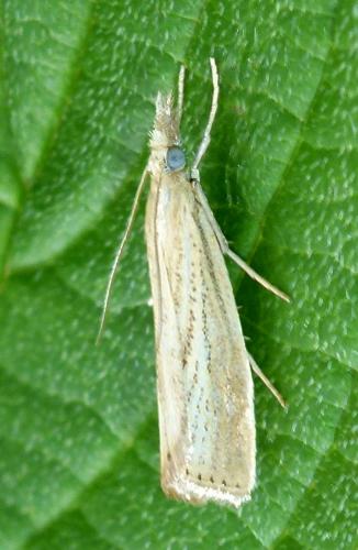 Réf. 143 940 : Agriphila straminella