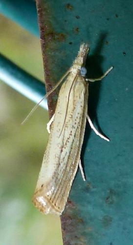 Réf. 143 941 : Agriphila straminella