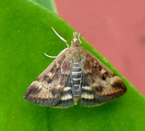 Réf. 143 938 : Pyrausta despicata