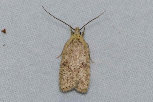 Réf. 143 482 : Agonopterix assimilella