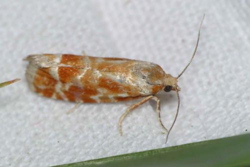 Rhyacionia sp.